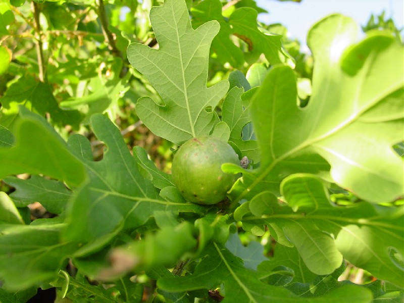 Galla: Andricus kollari